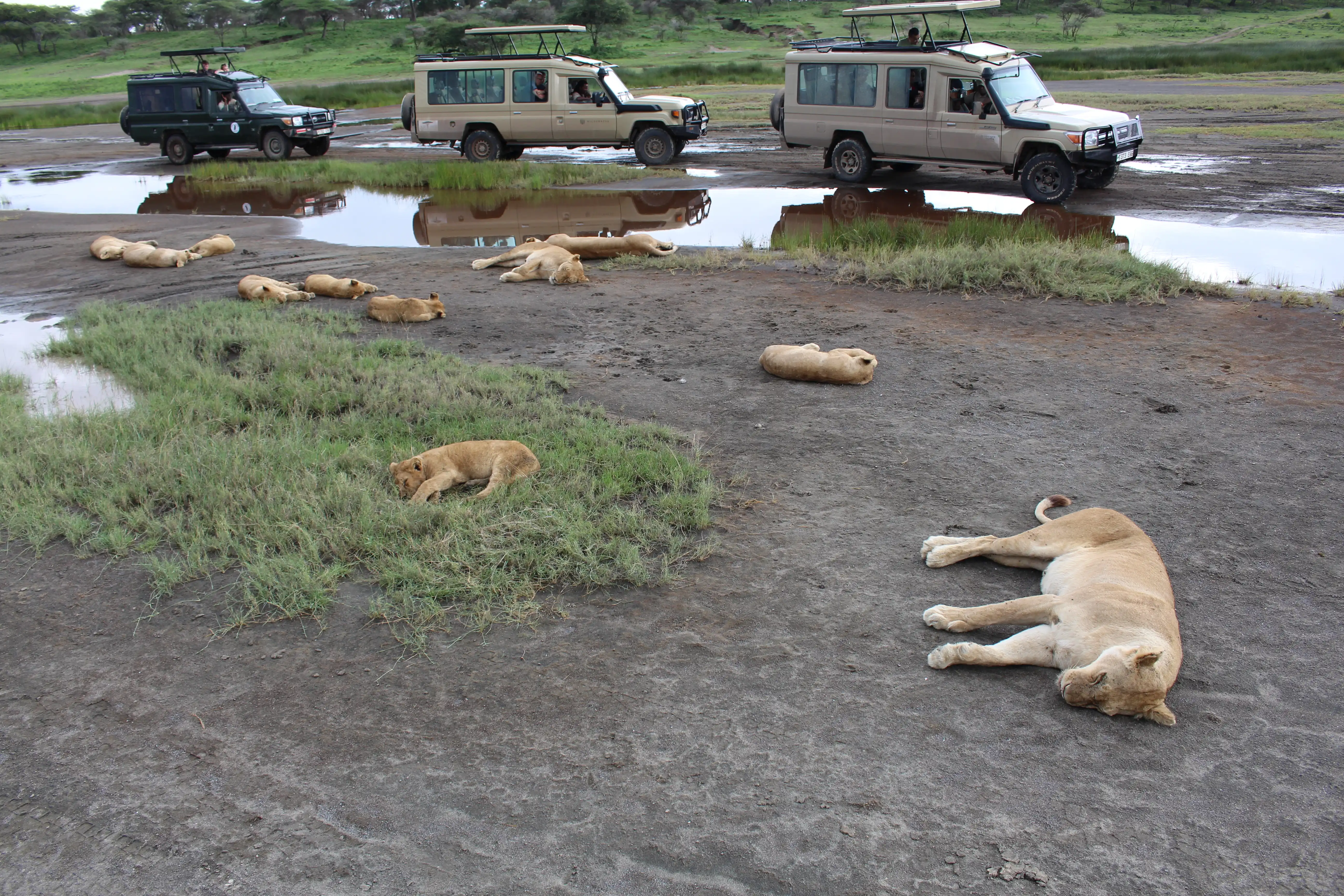 Family Safari
